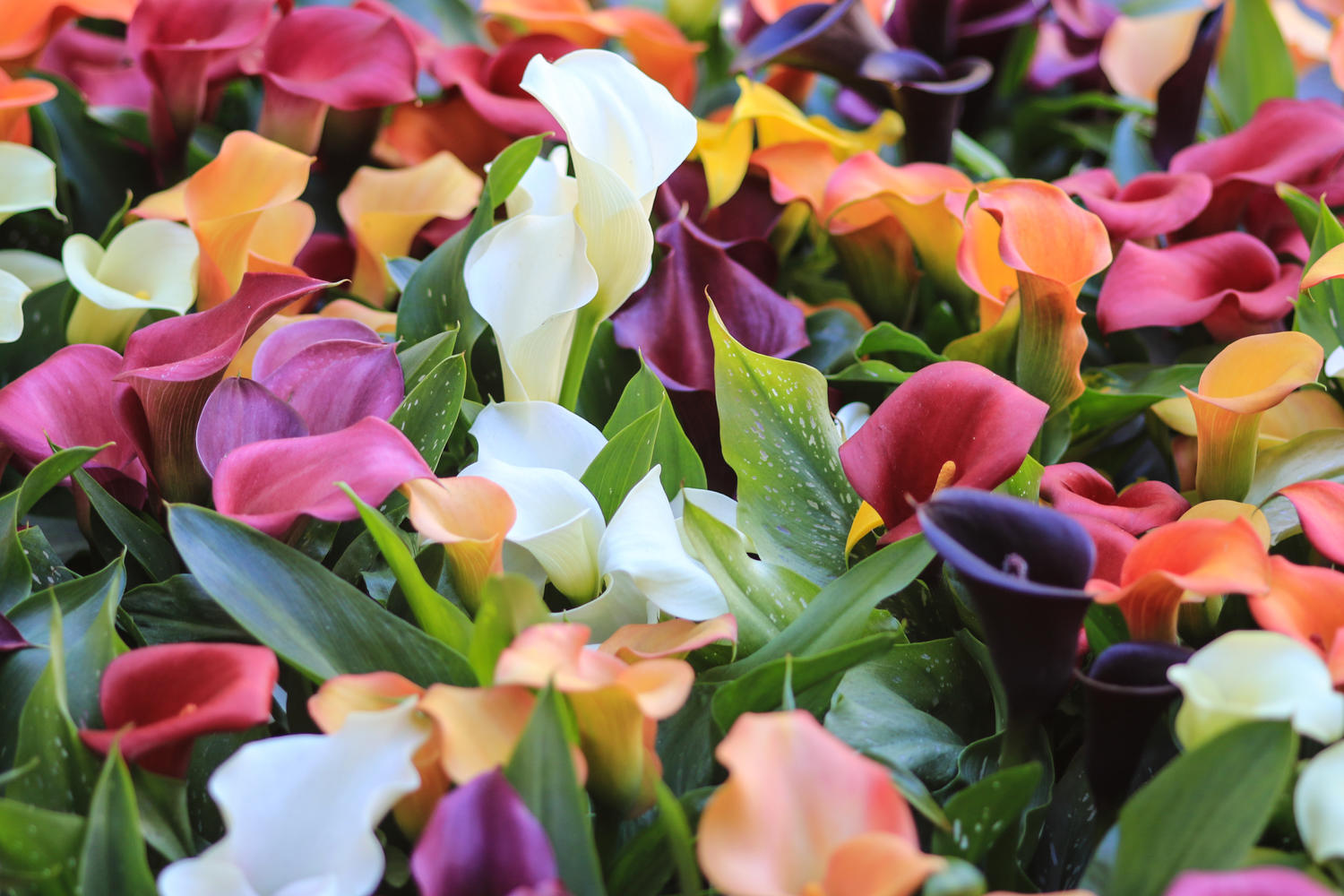 Calla Sorten: Welche gibt es? » Farben & Einsatzbereiche