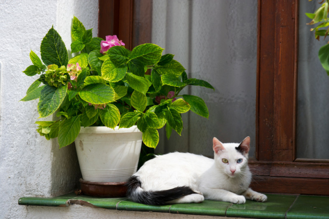 Hydrangea giftig für Katzen