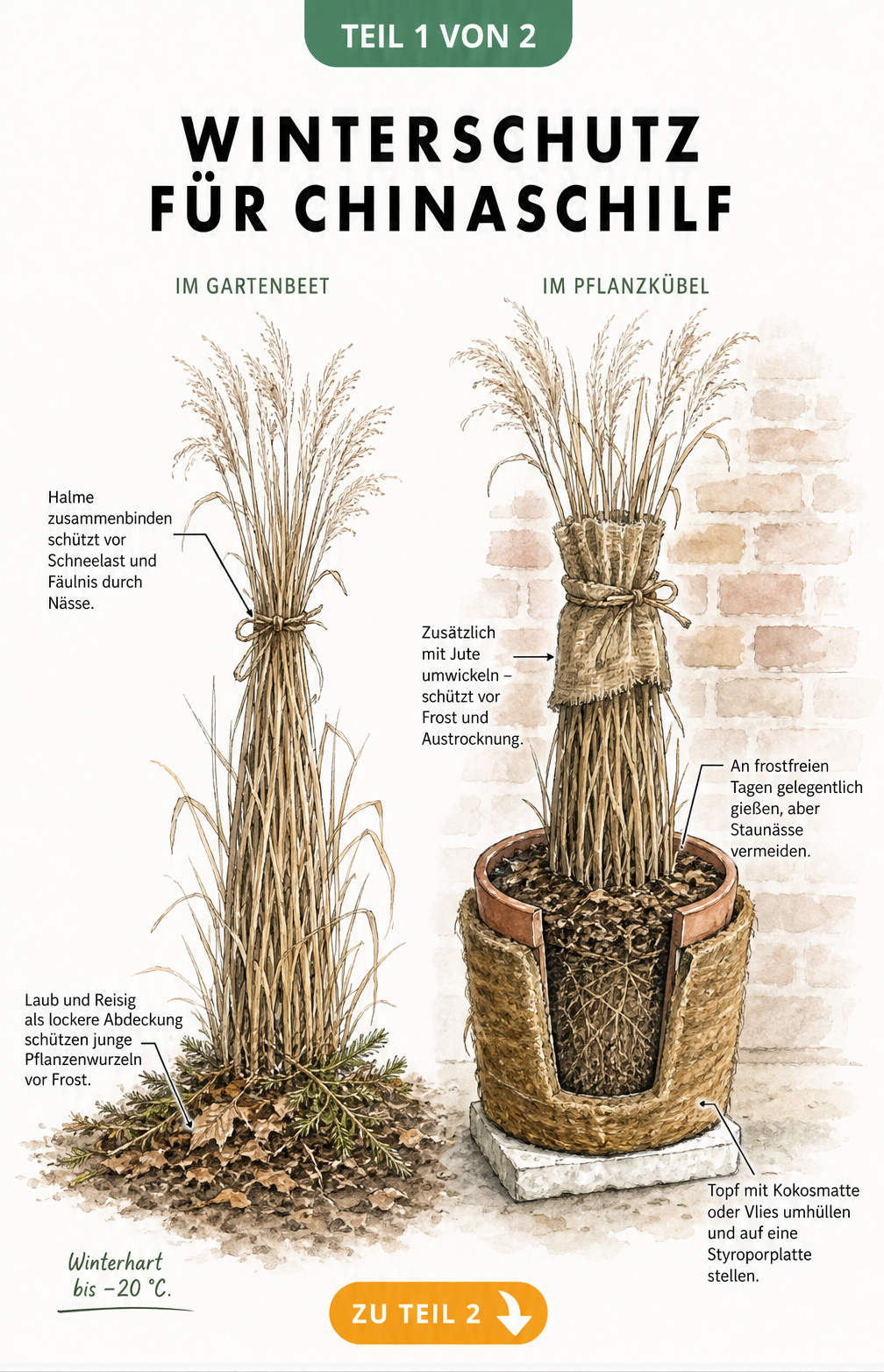 Illustration von zwei Chinaschilf-Pflanzen im Winter, eine im Beet mit Laubmulch und eine im Kübel mit Vlies und Styroporplatte.
