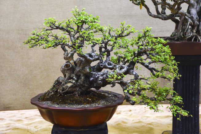 chinesische-ulme-bonsai