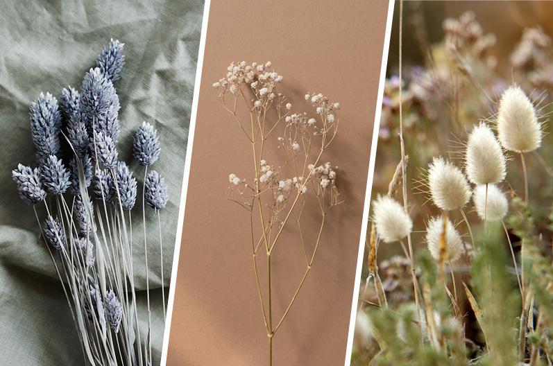 Collage von Trockenblumen, die im eigenen Garten angepflanzt werden können: Lavendel, Schleierkraut und Hasenschwanzgras