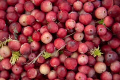 cranberries-nachreifen