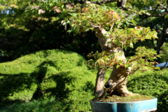 dreispitzahorn-bonsai