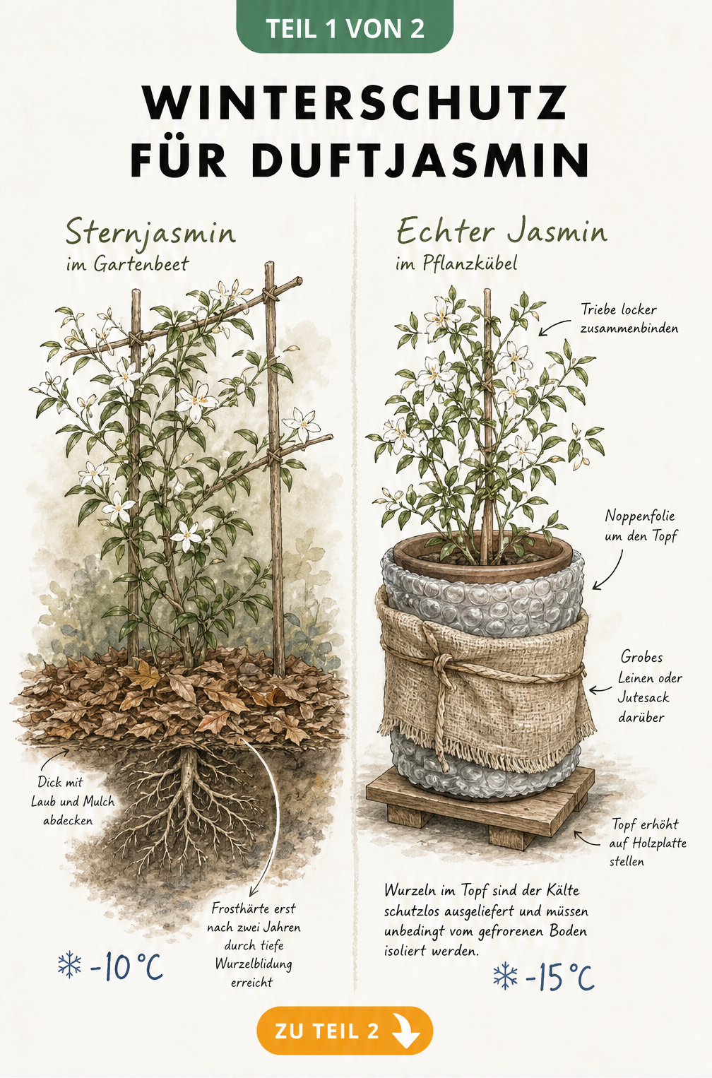 Illustration von Winterschutzmaßnahmen für Duftjasmin im Freiland und im Kübel