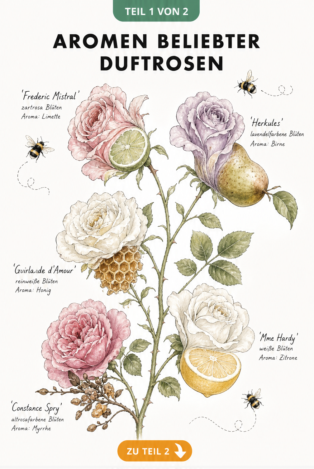 Aquarell-Illustration verschiedener Duftrosen-Sorten und ihrer spezifischen Aromen wie Limette, Birne und Myrrhe