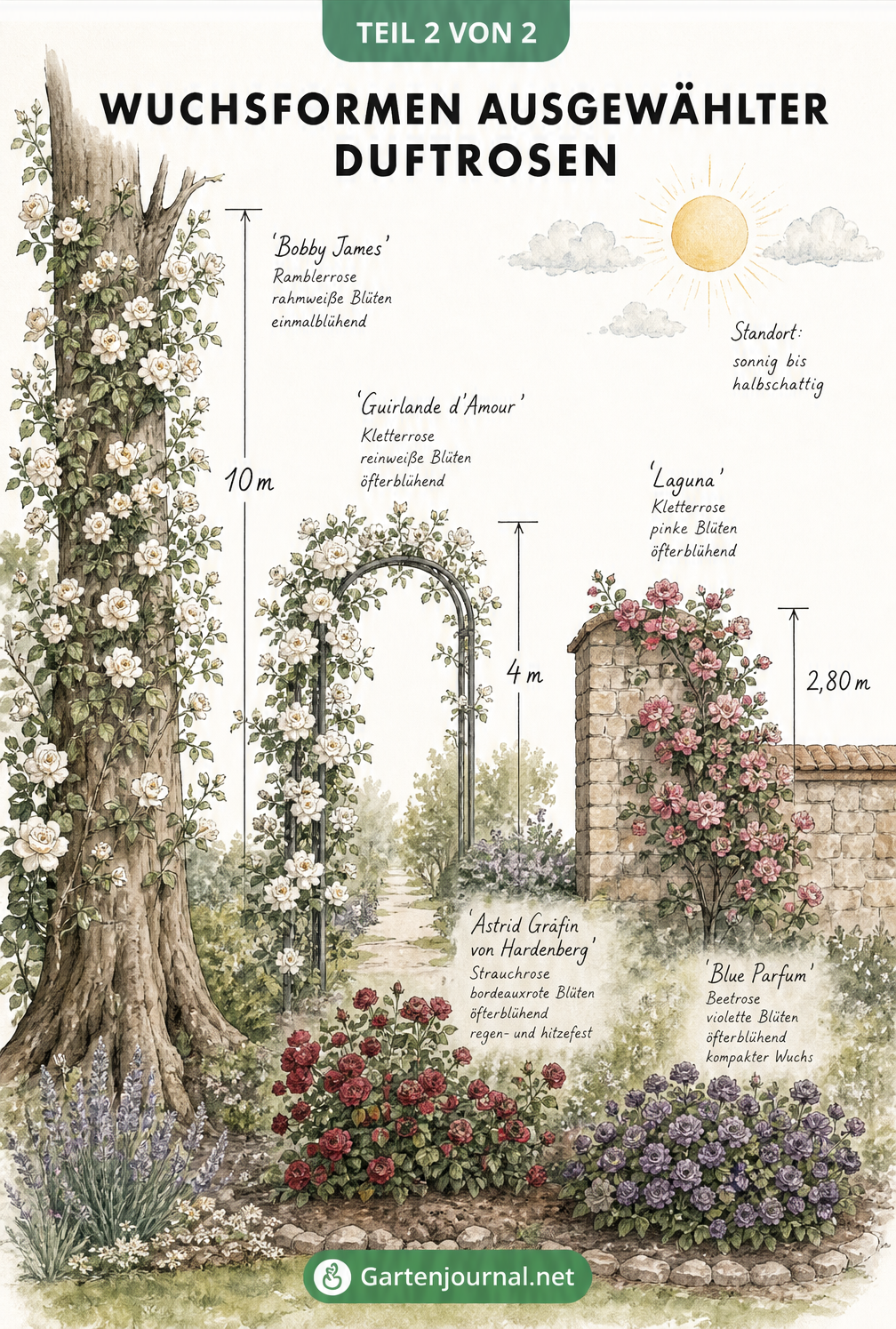 Gartenplanungsskizze mit Wuchsformen verschiedener Duftrosen von der 10 Meter hohen Ramblerrose bis zur kompakten Beetrose
