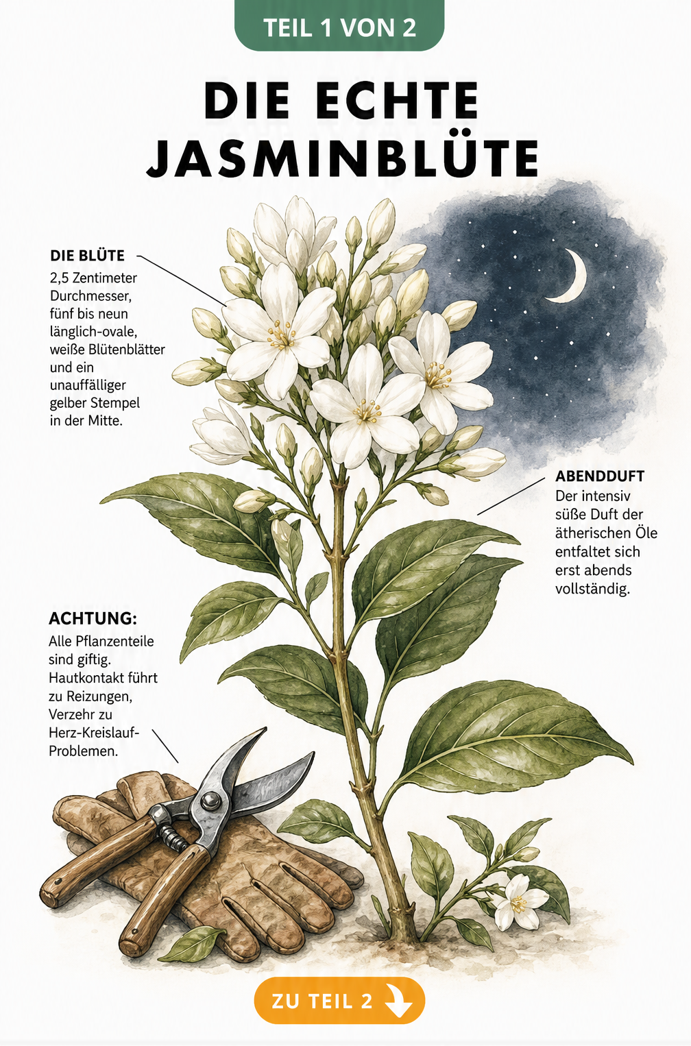 Botanische Illustration eines jungen Jasmintriebs mit weißen Blüten, Knospen, Gartenschere und Lederhandschuh