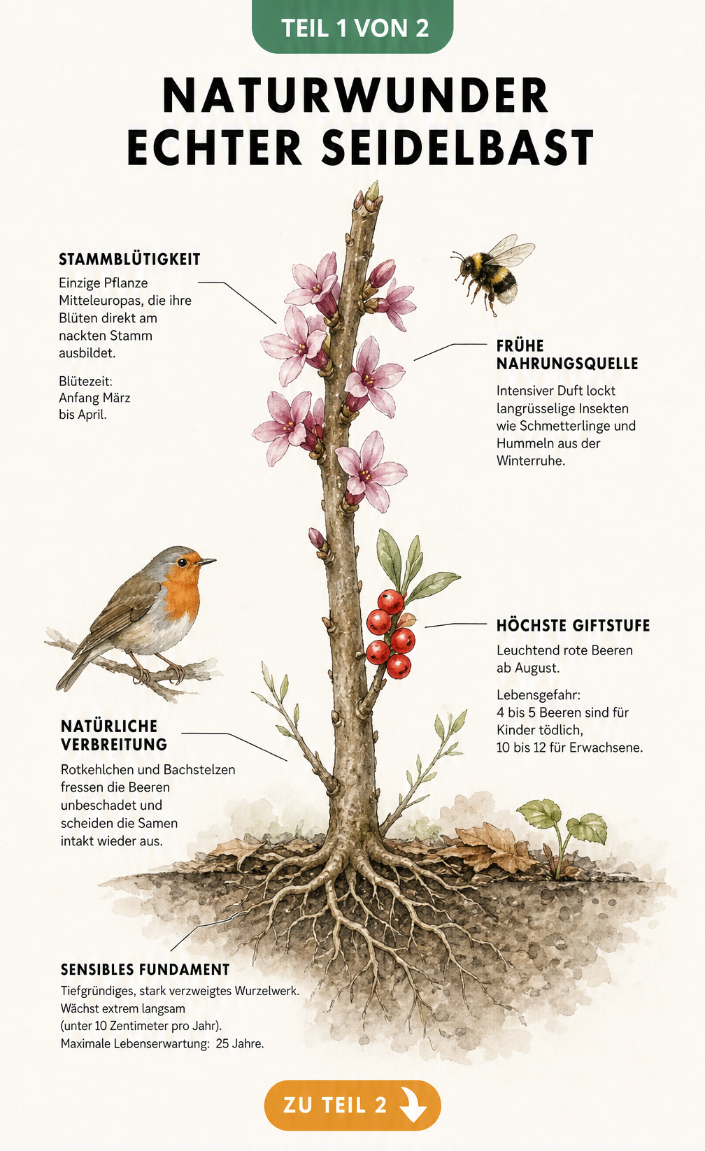 Botanische Illustration des Echten Seidelbasts mit Blüten am Stamm, Wurzelwerk und Hinweisen zu Giftigkeit und Verbreitung