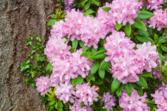 efeu-und-rhododendron