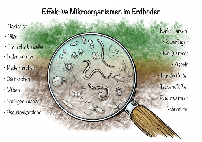 Effektive Mikroorganismen im Erdboden