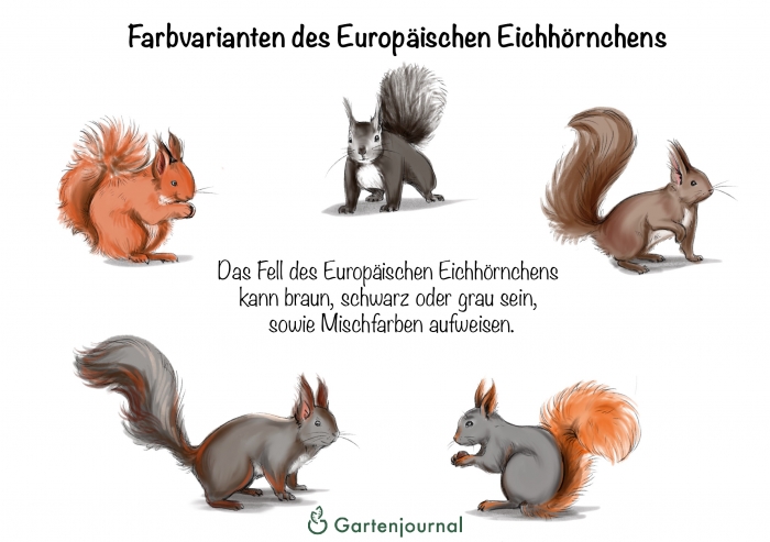 Farbvarianten des Europäischen Eichhörnchens