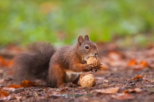 Was fressen Eichhörnchen