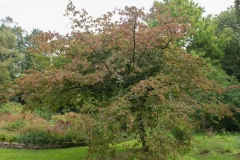 eisenholzbaum
