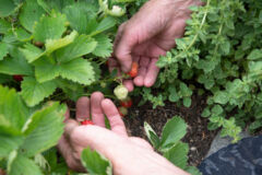 erdbeeren-als-unterpflanzung