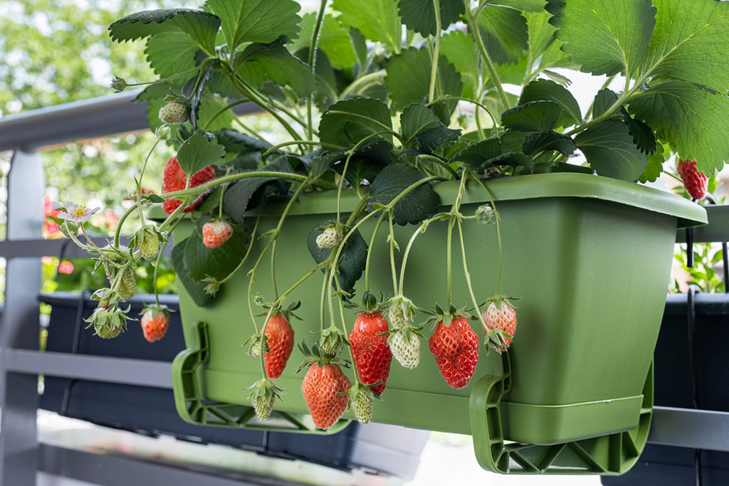Erdbeeren in einem Balkonkasten