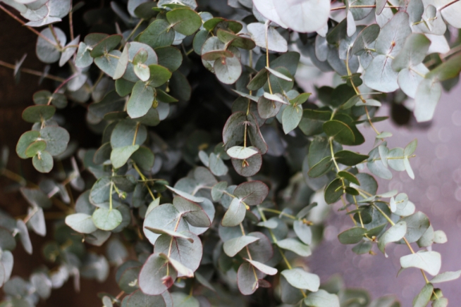 eukalyptus-zimmerpflanze