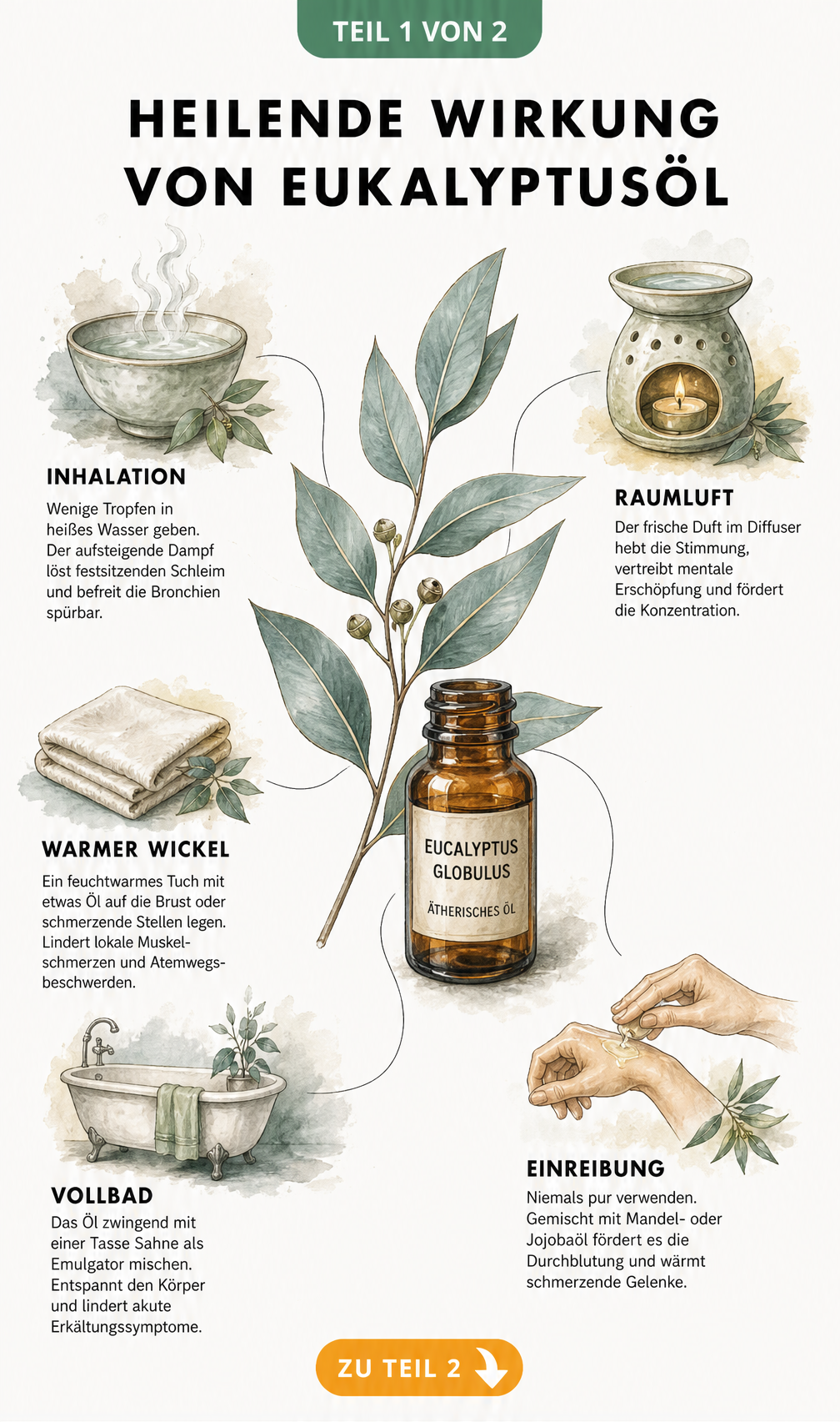 Botanische Illustration eines Eukalyptuszweigs mit Apothekerflasche und fünf Vignetten zur Anwendung von Eukalyptusöl wie Inhalation, Duftlampe, Wickel,...
