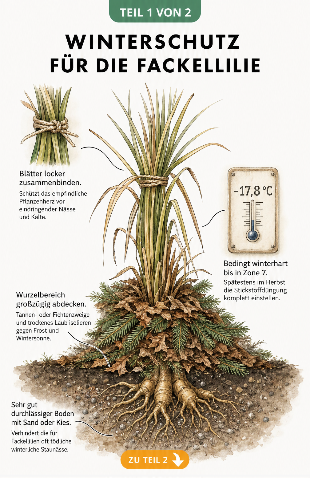 Botanische Illustration einer Fackellilie im Herbstbeet mit zusammengebundenen Blättern und abgedecktem Wurzelbereich als Winterschutz.