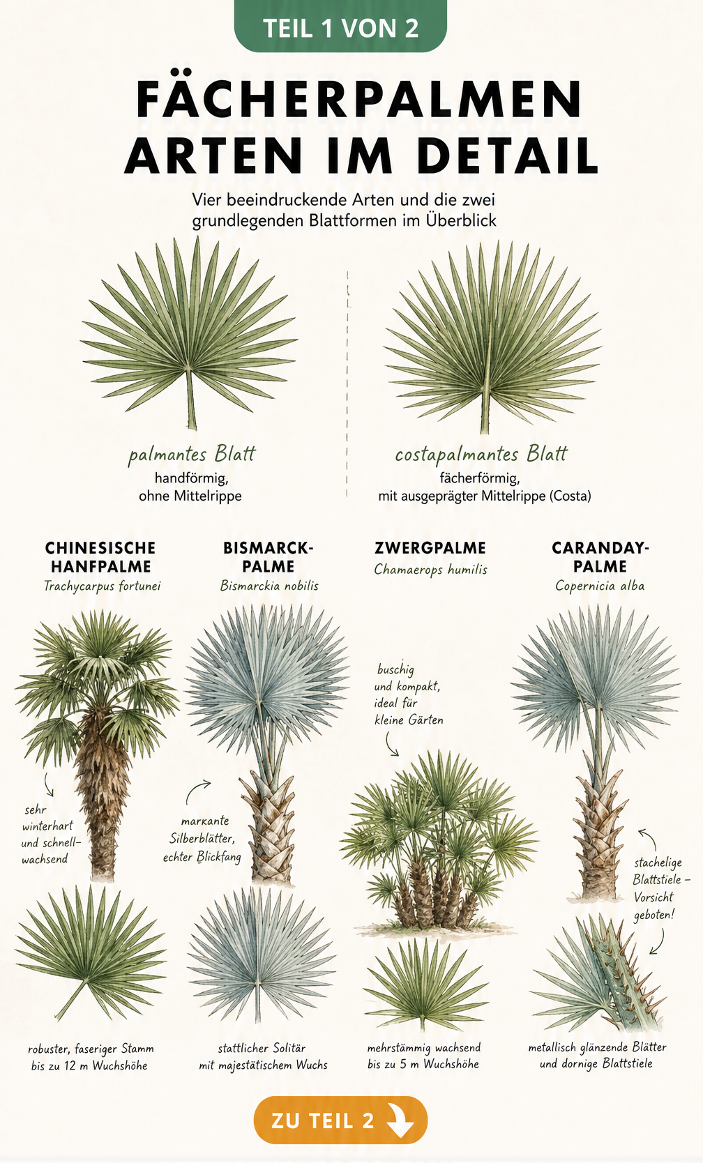 Botanische Illustration von Fächerpalmen-Arten mit Gegenüberstellung von palmanten und costapalmanten Blättern sowie Porträts von Hanfpalme, Bismarck-Palme,...