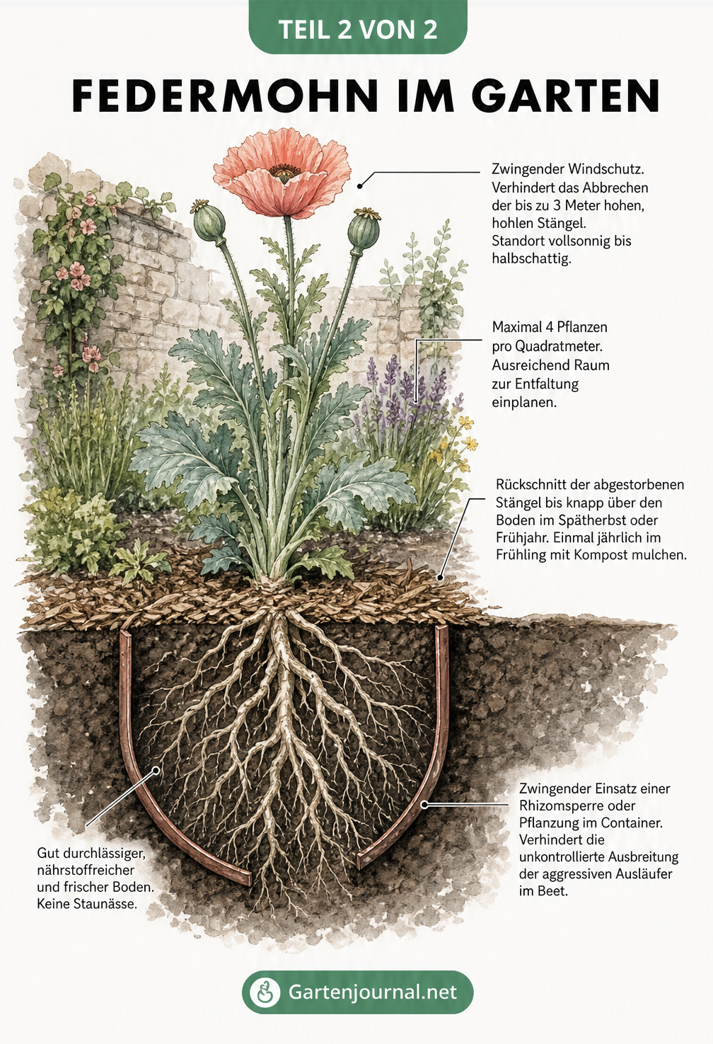 Querschnitt eines Gartenbeets mit Federmohn, der Standort, Pflege und Wurzelschutz zeigt