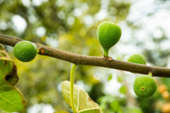 feigenbaum-gruene-fruechte