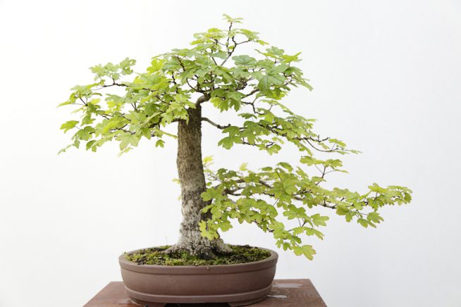 feldahorn-bonsai
