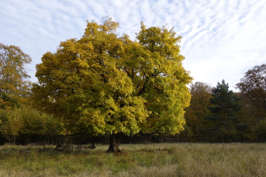 Feldahorn Pflanzen Anleitung _ Feldahorn (Acer campestre) – EZND