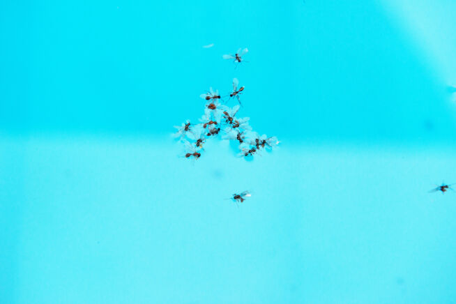 fliegende-ameisen-im-pool