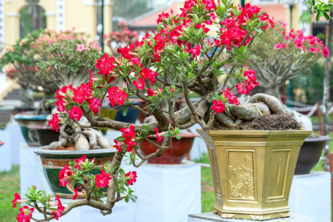 frangipani-bonsai