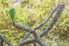 frangipani-verliert-blaetter