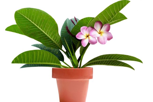 frangipani-zimmerpflanze