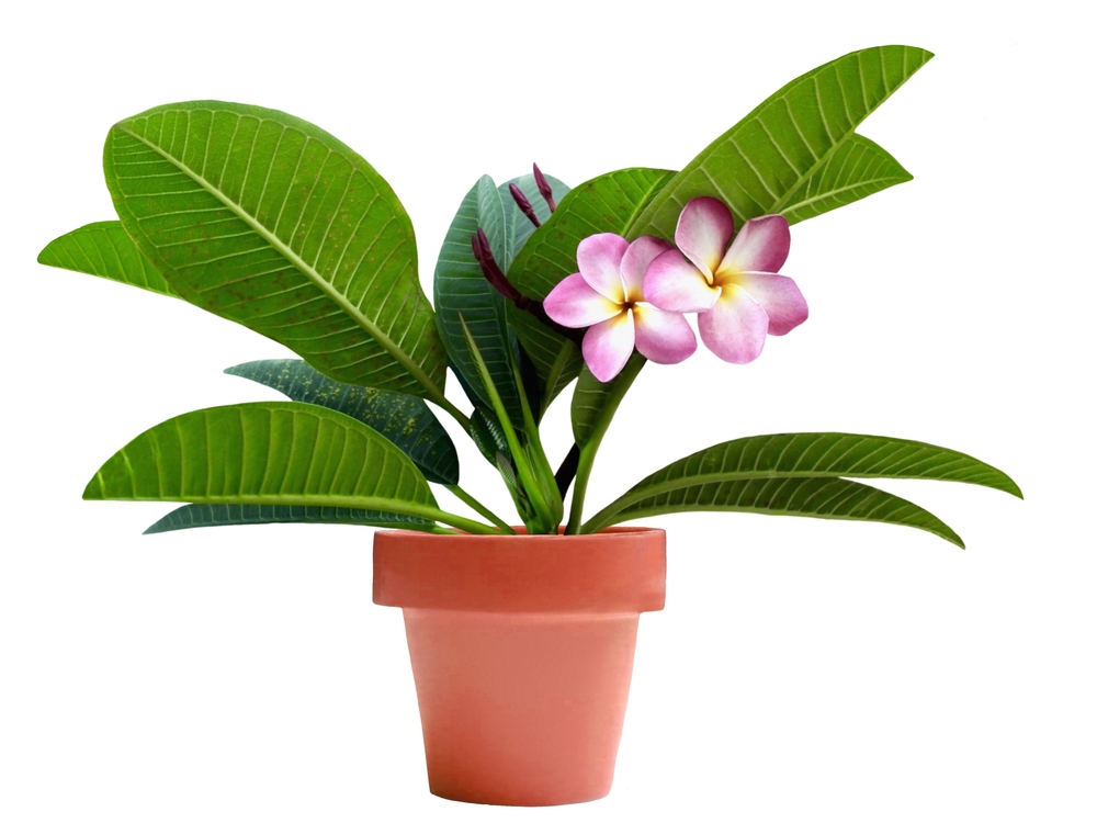 frangipani-zimmerpflanze