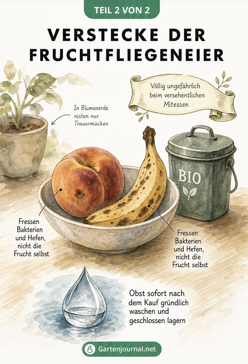 Aquarell-Illustration einer Obstschale mit Pfirsich und Banane sowie Hinweisen zu Verstecken von Fruchtfliegeneiern