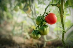 fruehbeet-tomaten