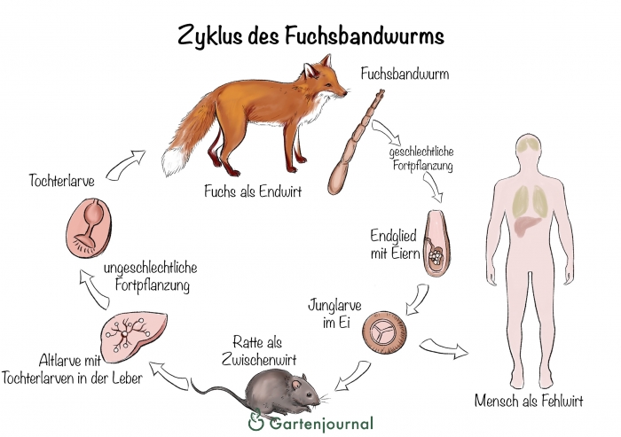 Zyklus des Fuchsbandwurms