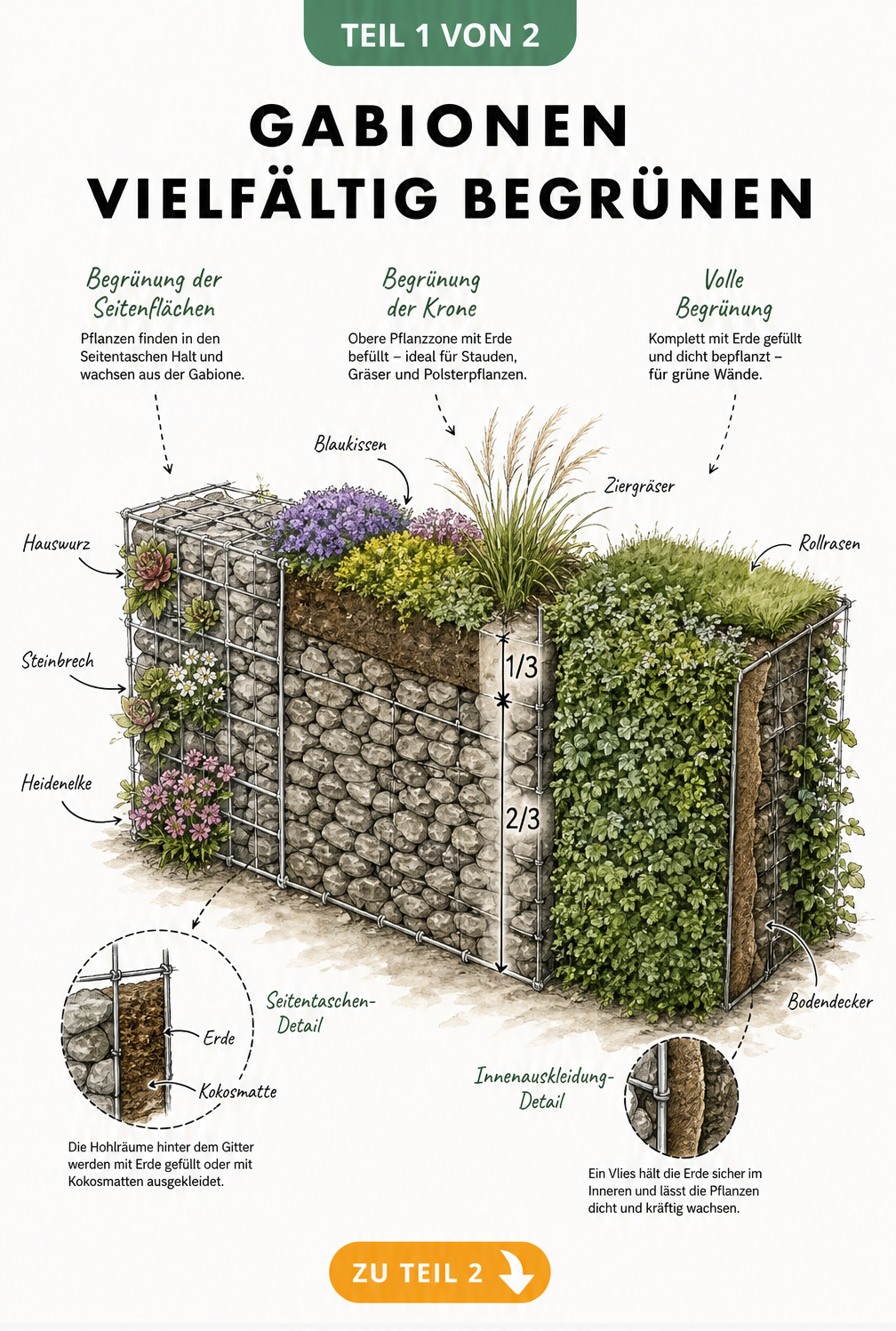 Isometrische Darstellung einer Gabionenwand mit drei Gestaltungszonen: seitliche Begrünung, bepflanzte Krone und volle Begrünung mit Bodendeckern.