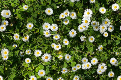 UTMACH 40 Stücke Gänseblümchen Blumen Aufnäher