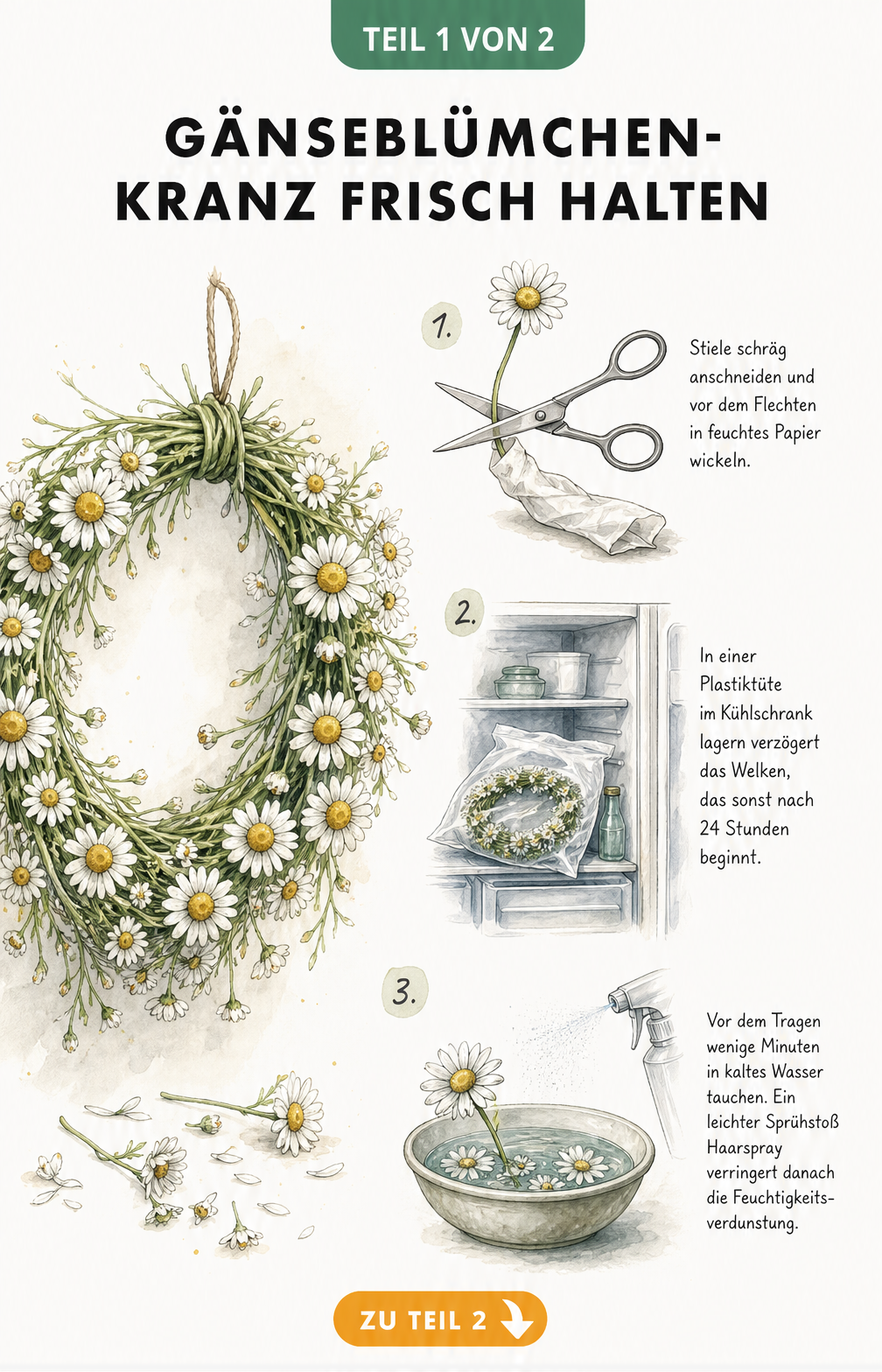 Aquarell-Illustration eines frischen Gänseblümchen-Kranzes mit Tipps zur Haltbarkeit wie schrägem Anschnitt, Kühlschranklagerung und Haarspray