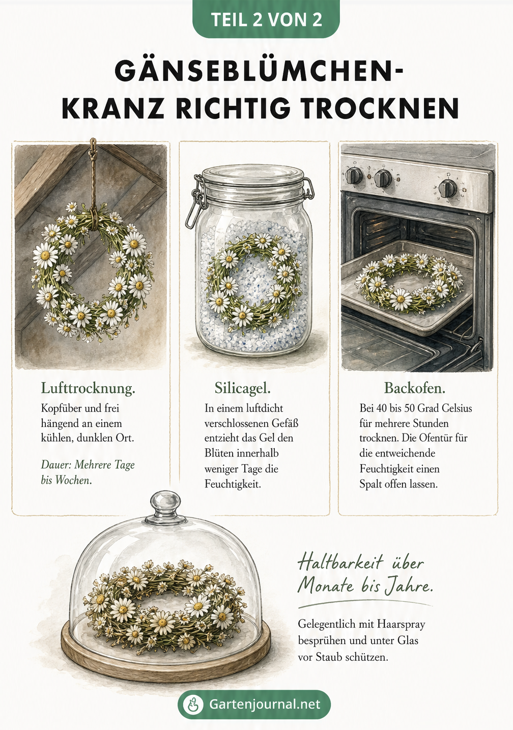 Illustration von drei Methoden zum Trocknen eines Gänseblümchen-Kranzes: Lufttrocknung, Silicagel und Backofen