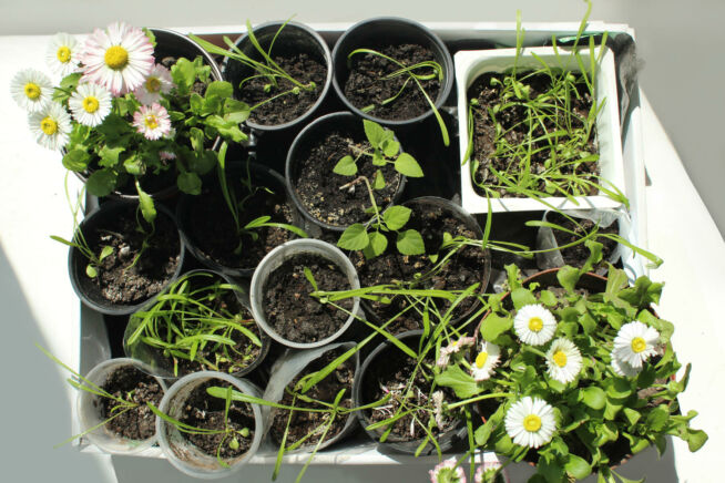 gaensebluemchen-vermehren