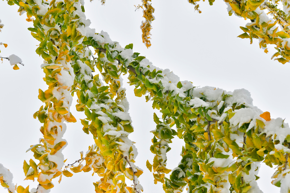 Ginkgo » Wie winterhart ist der Fächerblattbaum?