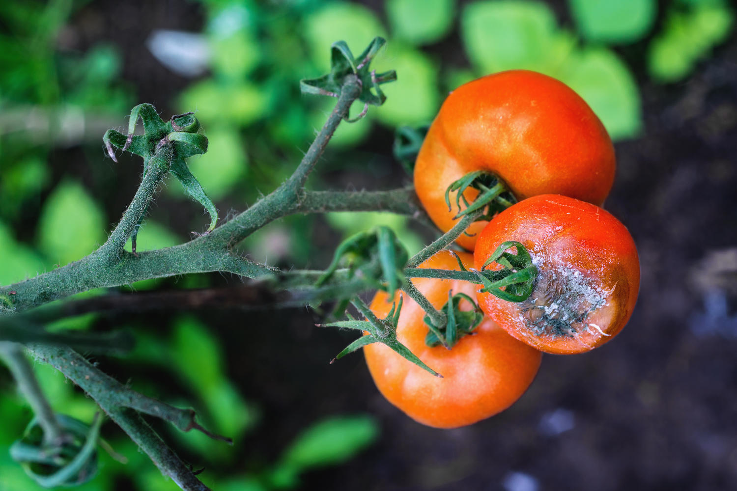 grauschimmel-tomaten