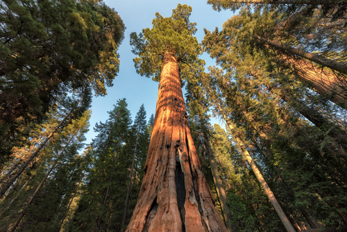Größter Baum der Welt » Die höchsten Exemplare der Erde