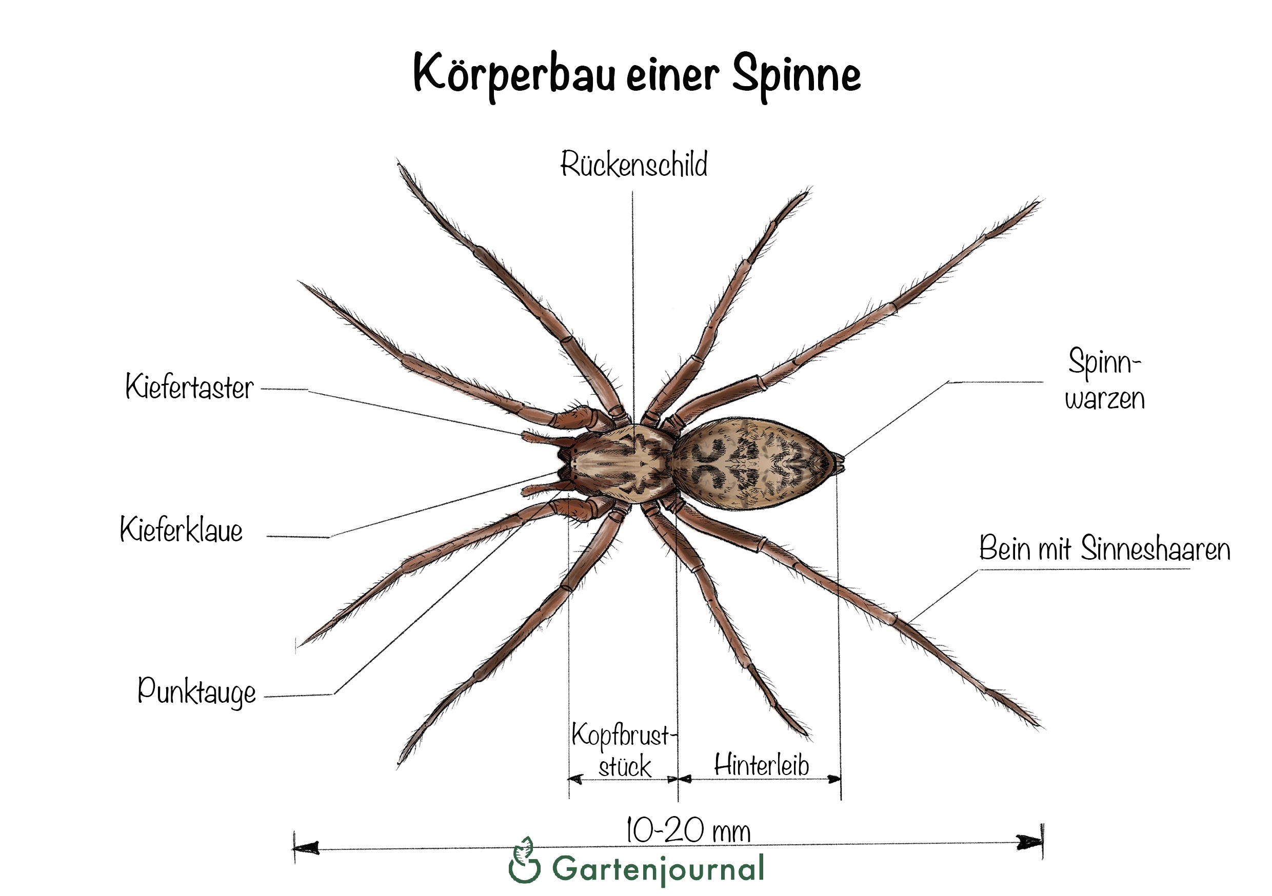 Gro e Winkelspinne Lernen Sie Die Hausspinne N her Kennen Gro e Winkelspinne Lernen Sie Die Hausspinne N her Kennen