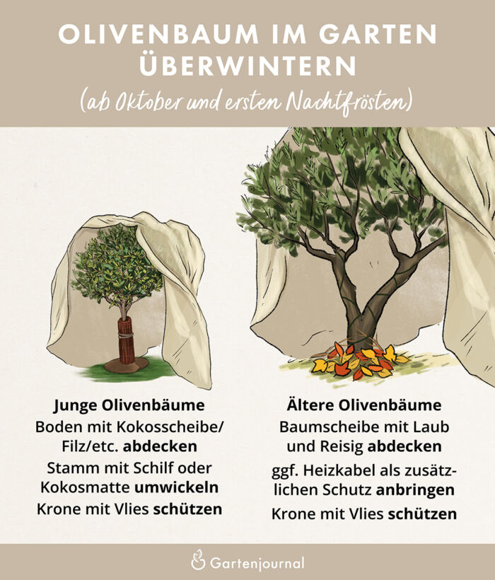 Illustration die zeigt, wie kleine und große Olivenbäume im Freiland überwintert werden 