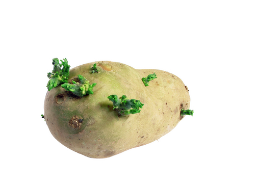 gruene-kartoffeln