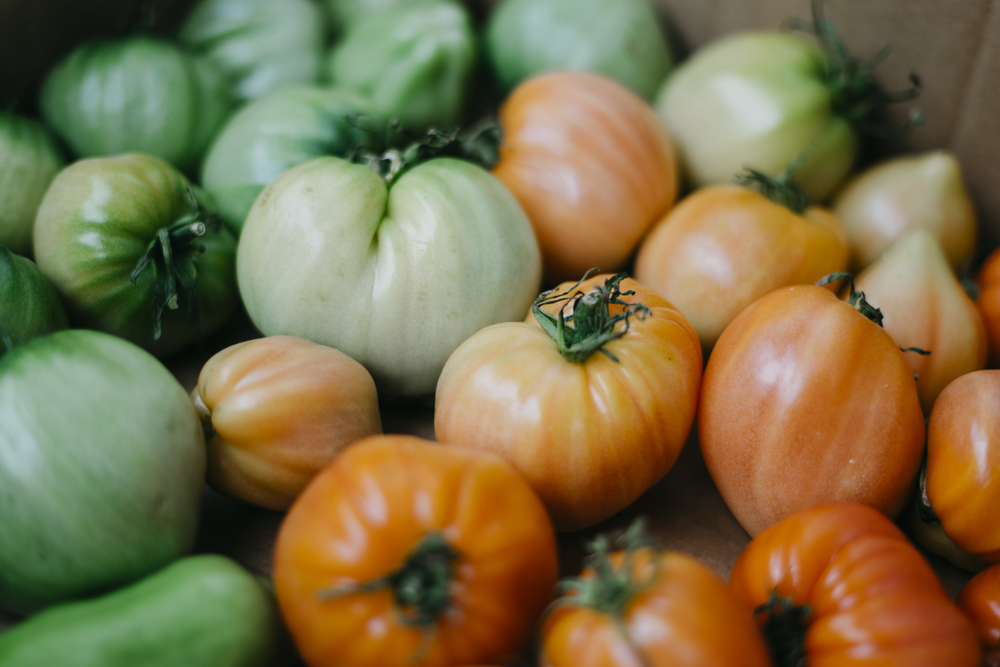 Grüne Tomaten » Nachreifen lassen oder lecker verarbeiten