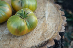 gruene-tomaten-gefaehrlich