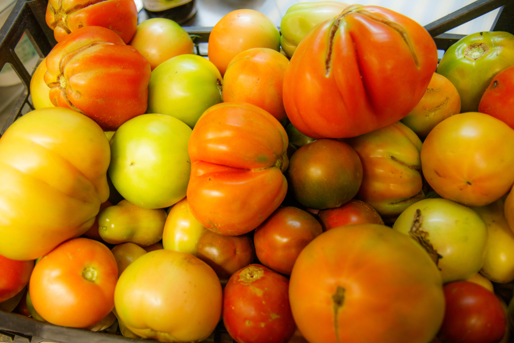 Grüne Tomaten » Nachreifen lassen oder lecker verarbeiten