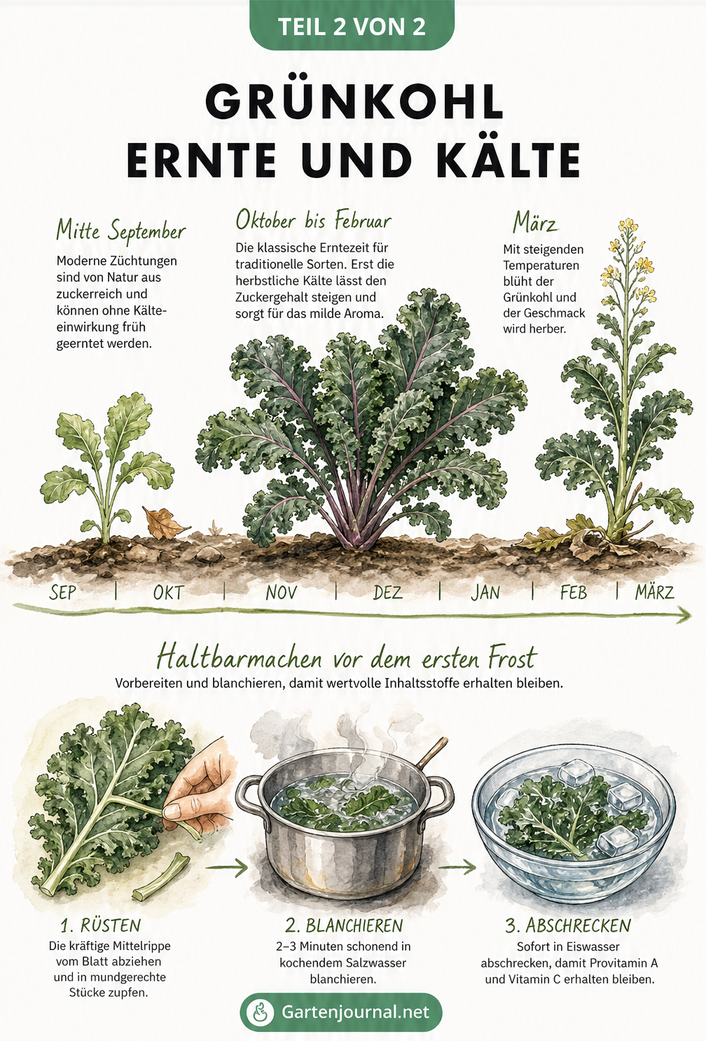 Illustrierter Zeitstrahl von September bis März, der die Entwicklung und Erntezeit von modernen und traditionellen Grünkohlsorten sowie Tipps zur...